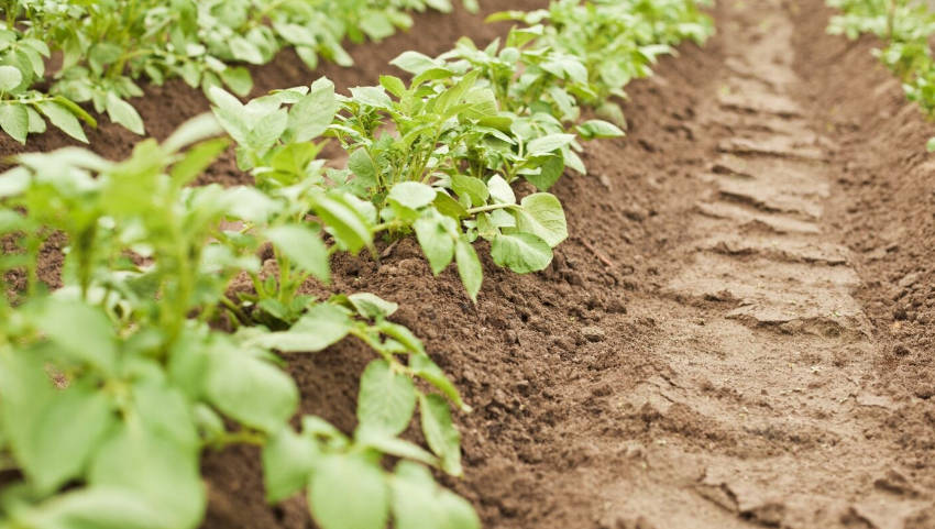 Hilling Potatoes